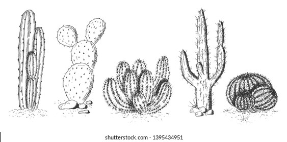 Prickly Pear Cactus Sketch Images Stock Photos Vectors Shutterstock