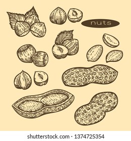 Vector hand drawn set of nuts.Hazelnuts and peanuts in the engraving style.