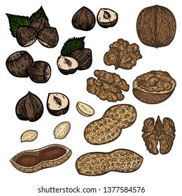 Vector hand drawn set of nuts.Hazelnuts, peanuts and walnuts isolated on white.