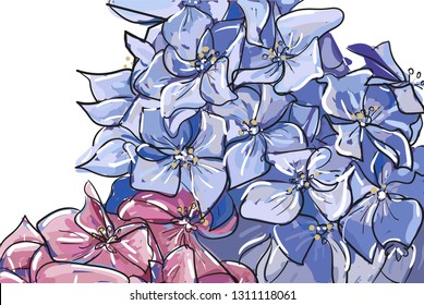 Vector hand drawn set of outline Hydrangea or Hortensia flower bunch in pastel pink and blue isolated on white background. Contour ornamental garden plant Hydrangea for summer design.