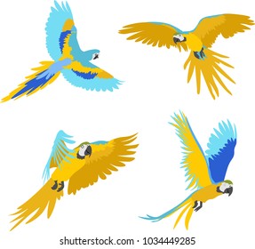 Vector hand drawn set of parrots on white background
