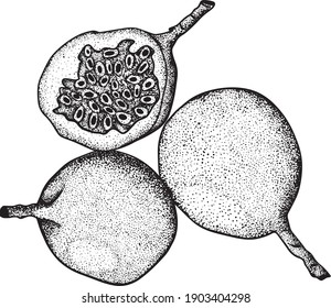Vector hand drawn set of passion fruits. Passion fruit illustration. Delicious tropical vegetarian objects. Use for restaurant, menu, smoothie bowl, market, store, party decoration, meal