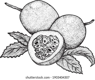 Vector hand drawn set of passion fruits. Passion fruit illustration. Delicious tropical vegetarian objects. Use for restaurant, menu, smoothie bowl, market, store, party decoration, meal