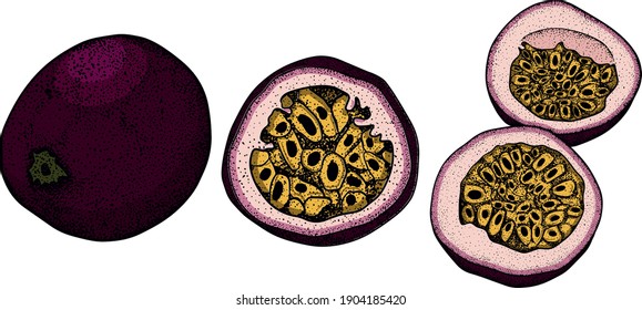 Vektor handgezeichnet Reihe von Passionsfrüchten. Passionsfruchtfarbene Illustration. Köstliche tropische vegetarische Objekte. Verwendung für Restaurant, Speisekarte, Smoothie Schüssel, Markt, Laden, Partdekoration, Mahlzeiten