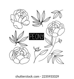 Vector hand drawn set with peonies isolated on white background. 