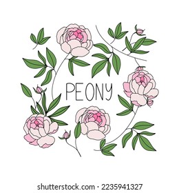 Vector hand drawn set with peonies isolated on white background. 