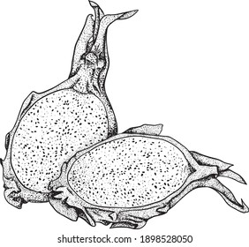 Vector hand drawn set of pitaya. Dragon fruit illustration. Delicious tropical vegetarian objects. Use for restaurant, menu, smoothie bowl, market, store, party decoration, meal