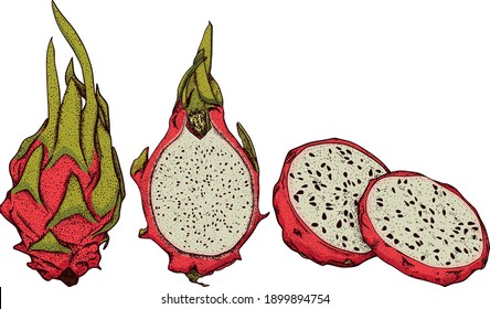 Vector hand drawn set of pitaya. Dragon fruit illustration. Delicious tropical vegetarian objects. Use for restaurant, menu, smoothie bowl, market, store, party decoration, meal