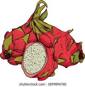 Vector hand drawn set of pitaya. Dragon fruit illustration. Delicious tropical vegetarian objects. Use for restaurant, menu, smoothie bowl, market, store, party decoration, meal