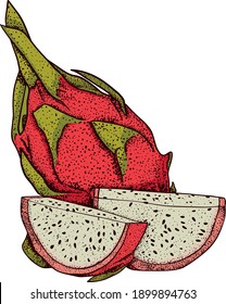 Vector hand drawn set of pitaya. Dragon fruit illustration. Delicious tropical vegetarian objects. Use for restaurant, menu, smoothie bowl, market, store, party decoration, meal