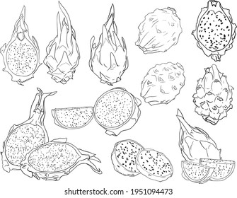 Vector hand drawn set of pitaya. Dragon fruit illustration. Delicious tropical vegetarian objects. Use for restaurant, menu, smoothie bowl, market, store, party decoration, meal