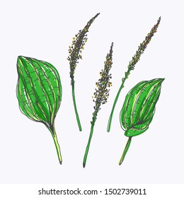 Vector hand drawn set of plantain blossom and leaves isolated on white. Botanical color sketch of details of plant.