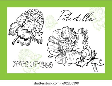 Vector hand drawn set with potentilla . Element for design. Realistic drawing.