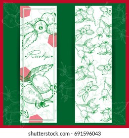 Vector hand drawn set with rosehip.Element for design. Realistic drawing.