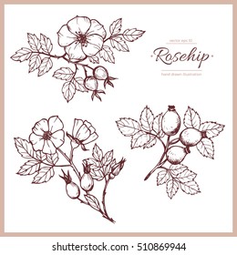 Vector hand drawn set with rosehip.Vintage design with herbal flower illustration.Element for design. Realistic drawing.