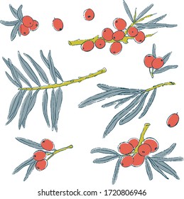 vector hand drawn set of sea buckthorns berries, leaves and branches