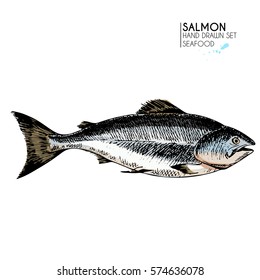 Vector hand drawn set of seafood icons. Isolated salmon fish. Engraved colored art. Delicious marine food menu objects. Use for restaurant, meal, market, store, menu, party decoration, other design