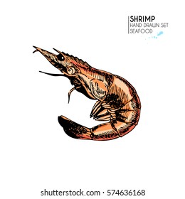 Vector hand drawn set of seafood icons. Isolated shrimp. Engraved colored art. Delicious marine food menu objects. Use for restaurant, meal, market, store, menu, party decoration, other design