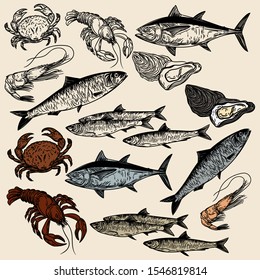 Vector hand drawn set of seafood.Oysters, sardine, shrimp, lobster, crab and sprats in the engraving vintage  style.