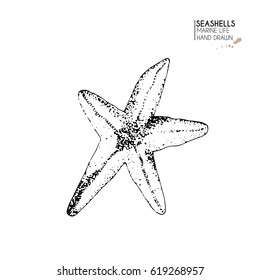 Vector hand drawn set of seashells. Isolated starfish. Underwater animal life. Tropical shell on white. Engraved art. Use for sea restaurant, travel brochure, decoration. 