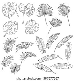 Vector hand drawn set of some lianas grown in different places. Floral, tropical, floristic themes, design element, textile and printed goods. Coloring page image.