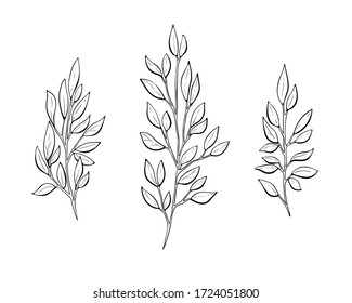 Vector hand drawn set of three silhouette branches with leaves in outline technique on the white background.
