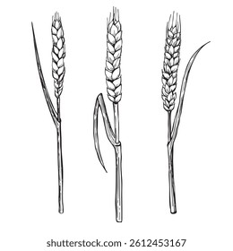 Vector hand drawn set with three malts. Can make any compositions yourself.