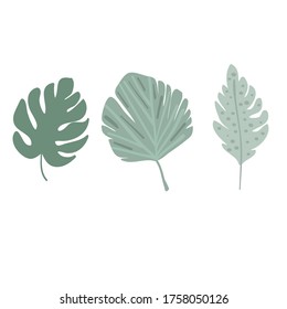 Vector hand drawn set of tropical palm leaves. Exotic plant leaf set.