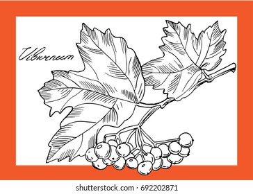 Vector hand drawn set with Viburnum. Element for design. Realistic drawing.
