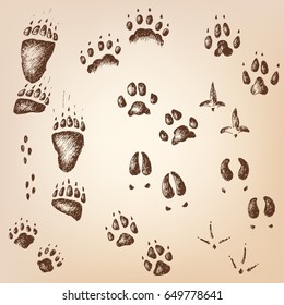 Vector hand drawn set of walking wild wood animal and bird tracks