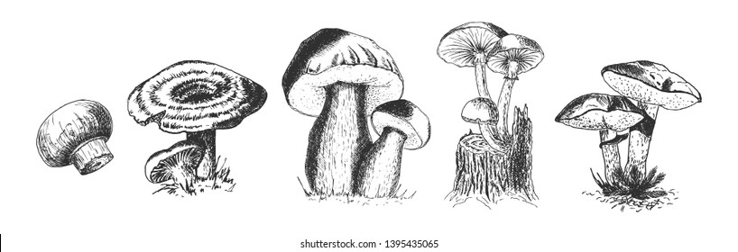 Vector hand drawn set of wild forest mushrooms. Penny Bun, Saffron Milk Cap, Agaricus, common mushrooms, Suillus, Honey fungus. Isolated on white background.