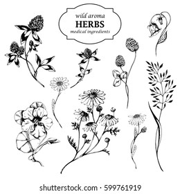 Vector hand drawn set with wild medicinal herbs. Hand drawn botanical sketch with meadow plants and grass. For print, card, wrapping and other natural herbal design. Black and white.