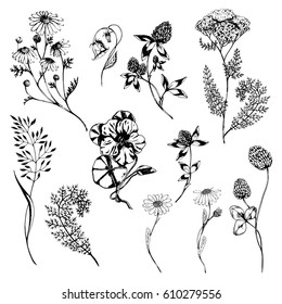 Conjunto vectorial con hierbas medicinales silvestres. Dibujo botánico dibujado a mano con plantas y flores. Para impresión, tarjeta, envoltura y otros diseños naturales de hierbas. Blanco y negro.