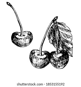 vector hand drawn and shaded cherry or sweet cherry berries. Cherry in lineart style