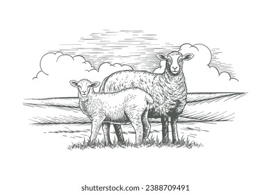 Vector hand drawn sheep illustration. Farm animal sketch in sketch style. mother sheep and her child.