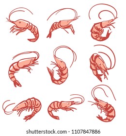 Vector Hand Drawn shrimp