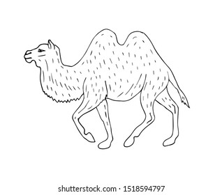 Vector hand drawn sketch bactrian two humped camel isolated on white background