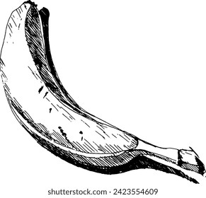 Vector hand drawn sketch banana fruit