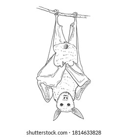 Vector Hand Drawn Sketch Bat Hanging Upside Down