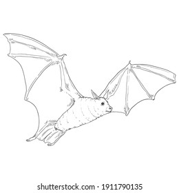 Vector Hand Drawn Sketch Bat Illustration