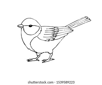 Vector hand drawn sketch black tit bird isolated on white background