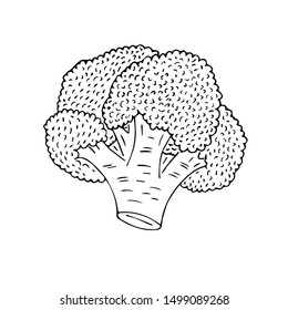Vector hand drawn sketch broccoli isolated on white background