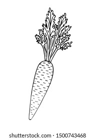 Vector hand drawn sketch carrot isolated on white background