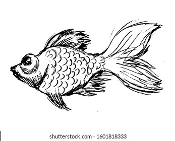 Vector, hand drawn, sketch, cartoon illustration of goldfish. Motives of underwater life, wildlife, fairy tales, aquatic animals
