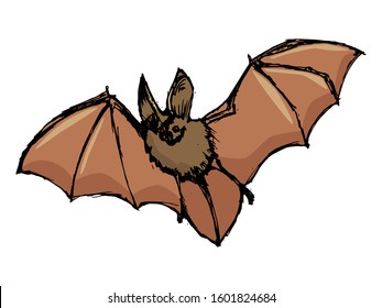 Vector, hand drawn, sketch, cartoon illustration of flying bat. Motives of horror, mystery, Halloween, wildlife, vampire, spooky