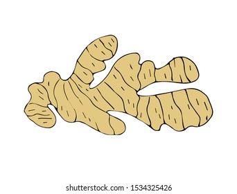 Vector hand drawn sketch colored ginger root isolated on white background