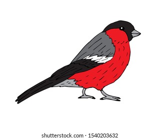 Vector hand drawn sketch colored bullfinch isolated on white background