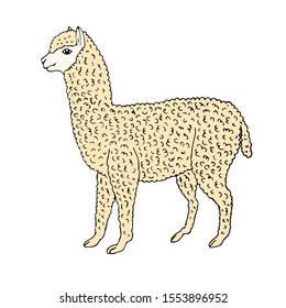 Vector hand drawn sketch colored alpaca isolated on white background