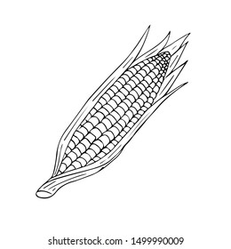 Vector hand drawn sketch corn isolated on white background
