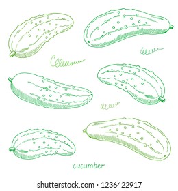 Vector hand drawn sketch of cucumbers. Colored illustration isolated on white background